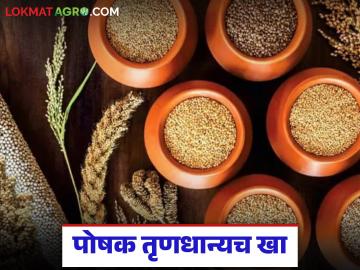 भारतीयांच्या ताटातून 'ही' धान्य गायब झाल्यामुळे वाढला मधुमेह अन् लठ्ठपणाचा धोका - Marathi News | The disappearance of 'this' grain from the plates of Indians has increased the risk of diabetes and obesity | Latest News at Lokmat.com