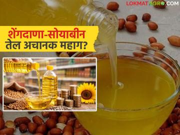 Edible Oil Market : शेंगदाणा-सोयाबीन तेल अचानक महाग? बाजारात नेमकं काय चाललंय - Marathi News | latest news Edible Oil Market: Peanut-soybean oil suddenly expensive? What's really going on in the market | Latest News at Lokmat.com