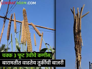 बारामतीत वाढतेय तुर्कीची बाजरी; उत्पादन तब्बल तीन पटीने जास्त - Marathi News | Turkish millet growing in Baramati someshwar Production is almost three times higher kvk baramati | Latest agriculture News at Lokmat.com बारामतीत वाढतेय तुर्कीची बाजरी; उत्पादन तब्बल तीन पटीने जास्त - Marathi News | Turkish millet growing in Baramati someshwar Production is almost three times higher kvk baramati | Latest agriculture News at Lokmat.com