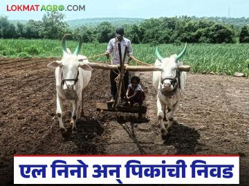 मान्सूनवर यंदा एल निनोचे सावट; खरीपात कोणती पिकं घेणे ठरेल फायदेशीर? वाचा सविस्तर - Marathi News | El Nino is affecting the monsoon this year; which crops will be profitable to grow in Kharif? Read in detail | Latest smart-farming News at Lokmat.com