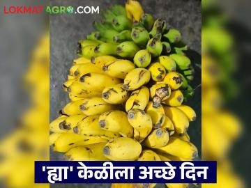पडलेल्या केळीच्या बाजारात इलायची केळी खातेय पाचपट भाव; वाचा काय मिळतोय दर? - Marathi News | Elaichi bananas are selling for five times the price in the fallen banana market; read what price they are getting? | Latest News at Lokmat.com पडलेल्या केळीच्या बाजारात इलायची केळी खातेय पाचपट भाव; वाचा काय मिळतोय दर? - Marathi News | Elaichi bananas are selling for five times the price in the fallen banana market; read what price they are getting? | Latest News at Lokmat.com