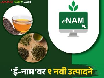 ई-नाम प्लॅटफॉर्मवरील कृषी उत्पादनांची संख्या वाढली; 'या' नवीन ९ उत्पादनांचा समावेश - Marathi News | Number of agricultural products on e-NAM platform increased; 'this' new 9 products included | Latest News at Lokmat.com