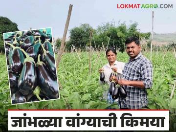 जुन्नरच्या कॉम्प्युटर इंजिनिअरने लावली बारटोक वांगी अन् करून दाखविली नोकरीपेक्षा शेती भारी - Marathi News | A computer engineer from Junnar cultivation of bartok brinjal and showed that farming is more than a job | Latest News at Lokmat.com जुन्नरच्या कॉम्प्युटर इंजिनिअरने लावली बारटोक वांगी अन् करून दाखविली नोकरीपेक्षा शेती भारी - Marathi News | A computer engineer from Junnar cultivation of bartok brinjal and showed that farming is more than a job | Latest News at Lokmat.com