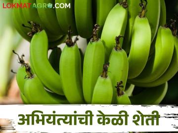 दोन इंजिनीयरची जोडी जमली.. नोकरी सोडली अन् शेतीतील केळी दुबईला निर्यात केली - Marathi News | A pair of two engineers got together.. quit their jobs and export the bananas from the farm to Dubai | Latest News at Lokmat.com