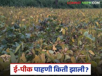 नाशिक जिल्ह्यात 4 लाख हेक्टर क्षेत्रावर ई-पीक पाहणी पूर्ण; 30 सप्टेंबरपर्यंत मुदत - Marathi News | Latest news E-Peak survey completed on 4 lakh hectares of area in Nashik district; Deadline till 30th September | Latest News at Lokmat.com नाशिक जिल्ह्यात 4 लाख हेक्टर क्षेत्रावर ई-पीक पाहणी पूर्ण; 30 सप्टेंबरपर्यंत मुदत - Marathi News | Latest news E-Peak survey completed on 4 lakh hectares of area in Nashik district; Deadline till 30th September | Latest News at Lokmat.com