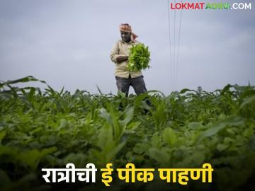 ई पीक पाहणीचे सर्व्हर डाऊन, रात्री नोंदणी करा अन्.... शेतकऱ्यांना आवाहन  - Marathi News | Latest news E-Pikk Survey server down, appeal to farmers to register at night | Latest News at Lokmat.com