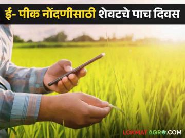 E Pik Pahni : ई- पीक नोंदणी झाली का? शेवटचे पाच दिवस शिल्लक, वाचा सविस्तर  - Marathi News | Latest News E Pik Pahni Last five days left for e-crop registration, read details | Latest News at Lokmat.com