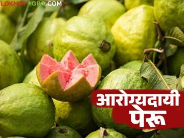 Healthy Guava : फळ एक उपयोग अनेक, हिवाळ्यात पेरू खाण्याचे फायदे माहितीय का? - Marathi News | Latest News Healthy Guava One fruit has many uses, do you know benefits of eating guava in winter | Latest News at Lokmat.com