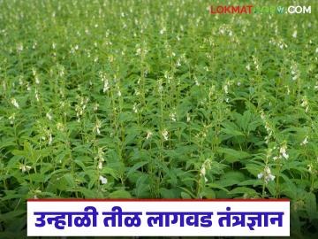 ट्रॅक्टरने आणि दलदलयुक्त जमिनीत तीळ पेरणी करू नये, वाचा संपूर्ण तीळ लागवड तंत्रज्ञान - Marathi News | Latest News Sesame lagvad Cultivation technology for high-quality and increased sesame production | Latest News at Lokmat.com