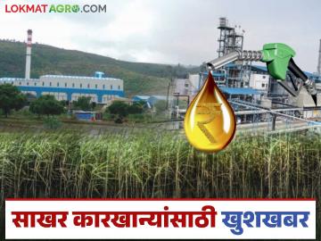 इथेनॉल उत्पादक साखर कारखान्यांसाठी मोठी खबर; आता शेतकऱ्यांच्या उसाला मिळेल चांगला दर? - Marathi News | Big news for ethanol producing sugar factories; Now farmers will get a good price for sugarcane? | Latest News at Lokmat.com इथेनॉल उत्पादक साखर कारखान्यांसाठी मोठी खबर; आता शेतकऱ्यांच्या उसाला मिळेल चांगला दर? - Marathi News | Big news for ethanol producing sugar factories; Now farmers will get a good price for sugarcane? | Latest News at Lokmat.com