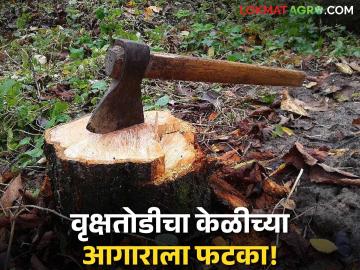 सातपुड्यातील वृक्षतोडीचा केळीच्या आगाराला बसतोय फटका; सातत्याने येताहेत अवकाळीचे वादळ वारे - Marathi News | Tree felling in Satpura is affecting banana plantations; unseasonal storms and winds are continuously coming | Latest News at Lokmat.com