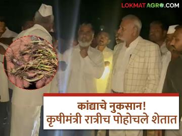 Onion Farmer : तणनाशक फवारणीचा फटका! १०० एकर कांदा पिकाचं नुकसान, कृषी मंत्री रात्रीच शेतकऱ्यांच्या बांधावर - Marathi News | Onion Farmer Weed killer spray hits! 100 acres of onion crop damaged, Agriculture Minister visits farmers at night | Latest agriculture News at Lokmat.com