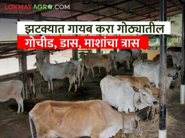 घरगुती उपाय, कमी खर्चात जनावरांच्या गोठ्यातील डास, गोचीड, उवा, माशा करा गायब - Marathi News | Home Remedies Reduce Mosquitoes Gnats Lice Flies in animal sheds low cost | Latest agriculture News at Lokmat.com