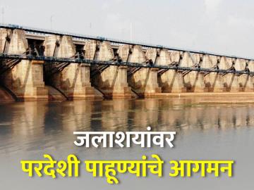 वाढत्या थंडीमुळे हजारो किमीचा प्रवास करत जलाशयांवर विदेशी पक्ष्यांचे आगमन - Marathi News | Due to growing cold, arrival of exotic birds at reservoirs, traveling thousands of km | Latest News at Lokmat.com