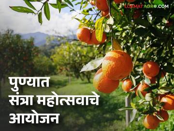 Orange Festival : पुणेकरांसाठी खूशखबर! कोथरूडला भरणार संत्रा महोत्सव; थेट शेतकऱ्यांकडून करा खरेदी - Marathi News | Orange Festival: Good news for Pune residents! Orange Festival to be held in Kothrud; Buy directly from farmers | Latest agriculture News at Lokmat.com