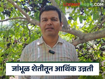 Jamun Success Story : दौंडच्या भुजबळांनी जांभुळ शेती करत, ‘जांभळाचा ब्रँड’ कसा तयार केला? - Marathi News | Jambhul Sheti Success Story : Financial upliftment of a Daund farmer by planting Jambhul | Latest agriculture News at Lokmat.com