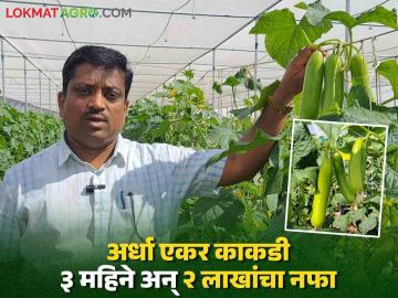 Cucumber Success Story : अर्धा एकर शेडनेटमध्ये केली काकडीची लागवड; ३ महिन्यात २ लाखांचा निव्वळ नफा - Marathi News | Cucumbers were cultivated in half an acre of shade net; Net profit of Rs. 2 lakhs in 3 months | Latest agriculture News at Lokmat.com