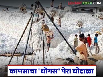 Fake Cotton Sowing Scam : कापसाचा 'बोगस' पेरा घोटाळा; व्यापारी–अधिकाऱ्यांचे संगनमत? वाचा सविस्तर - Marathi News | latest news Fake Cotton Sowing Scam: 'Bogus' cotton sowing scam; Collusion between traders and officials? Read in detail | Latest News at Lokmat.com