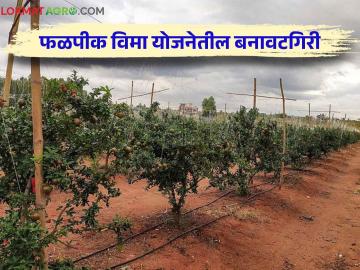 योजनेचा लाभ घेण्यासाठी फळबागा दाखवल्या पण प्रत्यक्ष पाहिलं तर ६०% जागांवर फळबागाच नाहीत.. काय आहे प्रकरण वाचा सविस्तर - Marathi News | Fruit Orchards were shown to take advantage of the scheme, but if you look at 60% of the places, there are no orchards at all Read the case in detail | Latest News at Lokmat.com