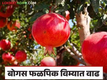 Fal Pik Vima : फळबाग लागवड न करताच काढला विमा साडेचौदा हजार अर्ज अपात्र - Marathi News | Fal pik Vima: Insurance taken out without planting the orchard fourteen and a half thousand applications are ineligible | Latest News at Lokmat.com