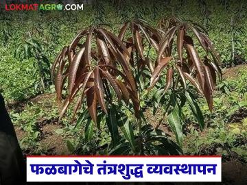 अधिक उत्पादनाकरिता फळबागेचे तंत्रशुद्ध व्यवस्थापन समजून घेऊया, वाचा सविस्तर - Marathi News | Latest News Horticulture Farming Let's understand the technical management of orchards for more production | Latest News at Lokmat.com अधिक उत्पादनाकरिता फळबागेचे तंत्रशुद्ध व्यवस्थापन समजून घेऊया, वाचा सविस्तर - Marathi News | Latest News Horticulture Farming Let's understand the technical management of orchards for more production | Latest News at Lokmat.com