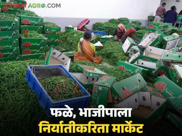 फळे, भाजीपाला निर्यातीकरिता इथे उभं राहणार मल्टी मॉडेल हब; मंत्रिमंडळ बैठकीत निर्णय  - Marathi News | Latest News Multi-modal hub to be set up in thane for export of fruits and vegetables; Decision taken in cabinet meeting | Latest News at Lokmat.com