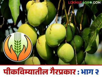 Pik Vima Yojana : नुसता कांद्यांचाच नाही तर फळपीकविम्यातही गोंधळ, जाणून घ्या सविस्तर - Marathi News | Latest News Pik Vima Yojana Confusion not only in onions but also in fruit crop insurance, know in detail | Latest News at Lokmat.com Pik Vima Yojana : नुसता कांद्यांचाच नाही तर फळपीकविम्यातही गोंधळ, जाणून घ्या सविस्तर - Marathi News | Latest News Pik Vima Yojana Confusion not only in onions but also in fruit crop insurance, know in detail | Latest News at Lokmat.com