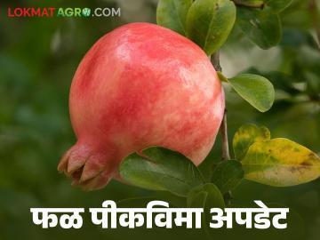 Fal Pik Vima : फळ पिकविमा मंजूर शेतकऱ्यांसाठी शासनाचा महत्वपूर्ण निर्णय, वाचा सविस्तर  - Marathi News | Latest News Fal Pik Vima Farmers' fruit crop insurance 2023-24 approved see details | Latest News at Lokmat.com