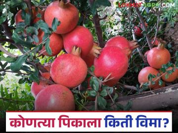 कोणत्या फळपिकांना किती रुपयाचे विमा कवच; कधीपर्यंत करता येईल अर्ज? वाचा सविस्तर - Marathi News | How much insurance cover is there for which fruit crops; till when can applications be made? Read in detail | Latest News at Lokmat.com कोणत्या फळपिकांना किती रुपयाचे विमा कवच; कधीपर्यंत करता येईल अर्ज? वाचा सविस्तर - Marathi News | How much insurance cover is there for which fruit crops; till when can applications be made? Read in detail | Latest News at Lokmat.com