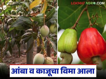 Fal Pik Vima: आंबा व काजू उत्पादक शेतकऱ्यांना खुशखबर; पहिल्या टप्यात ७४ कोटी रुपयांचा फळपीक विमा मंजूर - Marathi News | Good news for mango and cashew farmers; Fruit crop insurance worth Rs 74 crore approved in the first phase | Latest News at Lokmat.com