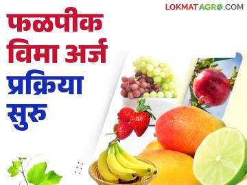 हवामान धोक्यांपासून फळपिकांना संरक्षण मिळविण्यासाठी 'या' योजनेत सहभागी व्हा? वाचा सविस्तर - Marathi News | Participate in this scheme to protect fruit crops from weather hazards? Read in detail | Latest News at Lokmat.com