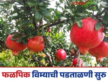 आंबिया बहार फळपीक विमा योजनेतील सहभागी शेतकऱ्यांची पडताळणी; तपासणी पथके बांधावर - Marathi News | Verification of farmers participating in Ambia Bahar Fruit Crop Insurance Scheme; Inspection teams on the farm bund | Latest News at Lokmat.com
