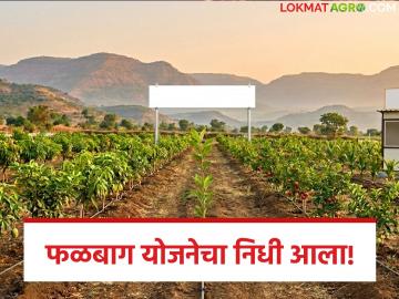 फळबाग लागवड योजनेच्या 30 कोटींचा निधी वितरणास मान्यता, 'या' शेतकऱ्यांना अनुदान मिळणार - Marathi News | Latest news Approval for distribution of Rs 30 crores for orchard cultivation scheme | Latest News at Lokmat.com फळबाग लागवड योजनेच्या 30 कोटींचा निधी वितरणास मान्यता, 'या' शेतकऱ्यांना अनुदान मिळणार - Marathi News | Latest news Approval for distribution of Rs 30 crores for orchard cultivation scheme | Latest News at Lokmat.com