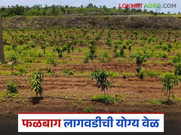 फळबाग लागवडीची योग्य वेळ कोणती? फळपिकांच्या पॉप्युलर जाती कोणत्या? वाचा सविस्तर - Marathi News | What is the right time to cultivation of fruit crops? What are the popular varieties of fruit crops? Read in detail | Latest News at Lokmat.com फळबाग लागवडीची योग्य वेळ कोणती? फळपिकांच्या पॉप्युलर जाती कोणत्या? वाचा सविस्तर - Marathi News | What is the right time to cultivation of fruit crops? What are the popular varieties of fruit crops? Read in detail | Latest News at Lokmat.com