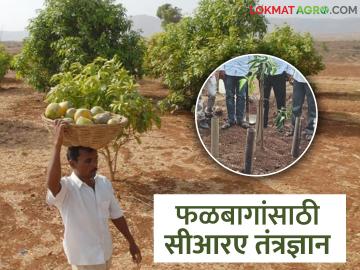 फळबागांच्या चांगल्या उत्पादनासाठी 'सीआरए' तंत्रज्ञान उपयुक्त, काय आहे हे तंत्रज्ञान? - Marathi News | Latest News 'CRA' technology is useful for better production of orchards for Fruits Farming | Latest News at Lokmat.com फळबागांच्या चांगल्या उत्पादनासाठी 'सीआरए' तंत्रज्ञान उपयुक्त, काय आहे हे तंत्रज्ञान? - Marathi News | Latest News 'CRA' technology is useful for better production of orchards for Fruits Farming | Latest News at Lokmat.com