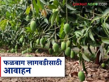 Falbag Lagvad : फळबाग लागवडीसाठी 100 टक्के अनुदान मिळतंय, शेतकऱ्यांना आवाहन  - Marathi News | Latest News Falbag Lagvad 100 percent subsidy is being provided for orchard cultivation, appeal to farmers | Latest News at Lokmat.com