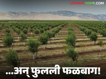 Falbaga : सेलूत नवा शेती ट्रेंड; ५०० एकरांवर बहरल्या फळबागा वाचा सविस्तर - Marathi News | latest news Falbaga: New farming trend in Saleut; Fruit orchards flourish on 500 acres Read in detail | Latest News at Lokmat.com