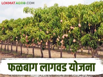Bhausaheb Fundkar Phalbaag Lagvad Yojana: लाभ घ्या.... फळबागेसाठी मिळतेय अनुदान वाचा सविस्तर - Marathi News | Bhausaheb Fundkar Phalbaag Lagvad Yojana: Take advantage.... Read the details of the grant available for orchards | Latest News at Lokmat.com