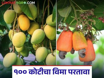 राज्यातील 'या' जिल्ह्यासाठी फळपीक विमा परताव्याचे १०० कोटी; थेट शेतकऱ्यांच्या खात्यावर पैसे जमा - Marathi News | 100 crores of fruit crop insurance refund for 'this' district of the state; Money deposited directly into farmers' accounts | Latest News at Lokmat.com राज्यातील 'या' जिल्ह्यासाठी फळपीक विमा परताव्याचे १०० कोटी; थेट शेतकऱ्यांच्या खात्यावर पैसे जमा - Marathi News | 100 crores of fruit crop insurance refund for 'this' district of the state; Money deposited directly into farmers' accounts | Latest News at Lokmat.com