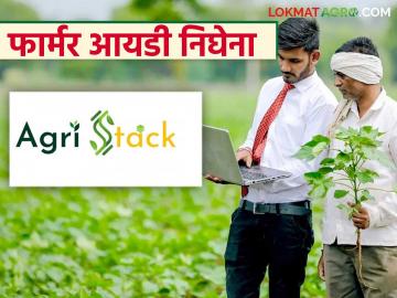 सातबाऱ्यावर नाव तरीही फार्मर आयडी मिळेना, 'ही' आहेत कारणे, वाचा सविस्तर  - Marathi News | Latest News Farmer ID not found even though name is on Satbara, see perfect reasons | Latest News at Lokmat.com