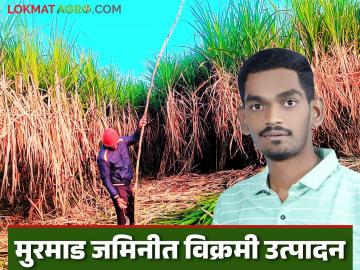 युवा शेतकऱ्याचा प्रयोग यशस्वी; ५२ गुंठे मुरमाड जमिनीत ८८ टन उसाचे उत्पादन - Marathi News | Young farmer's experiment successful; 88 tons of sugarcane produced in 52 gunthas of Murmad land | Latest News at Lokmat.com