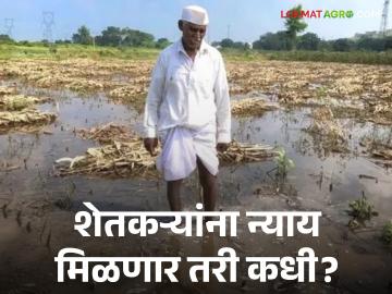 Crop Damage :अकोला जिल्ह्यात ओल्या दुष्काळाचे सावट; शेतकरी हतबल ! अकोला जिल्ह्यात काय परिस्थिती आढावा घेऊया - Marathi News | Crop Damage: Wet drought in Akola district; Farmer desperate! Let us review the situation in Akola district | Latest News at Lokmat.com