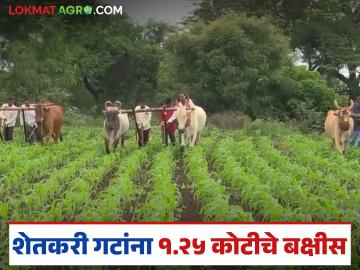 राज्यातील 'ह्या' २५ शेतकरी गटांना प्रत्येकी ५ लाख रुपयांचे बक्षीस मिळणार; शासन निर्णय जारी - Marathi News | 'These' 25 farmer groups in the state will get a reward of Rs 5 lakh each; Government decision issued | Latest News at Lokmat.com राज्यातील 'ह्या' २५ शेतकरी गटांना प्रत्येकी ५ लाख रुपयांचे बक्षीस मिळणार; शासन निर्णय जारी - Marathi News | 'These' 25 farmer groups in the state will get a reward of Rs 5 lakh each; Government decision issued | Latest News at Lokmat.com