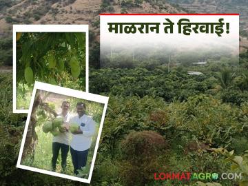 Farmer Success Story : माळरानातून लाखोंची कमाई;'ही' शेतीची स्मार्ट आयडिया वाचा सविस्तर - Marathi News | latest news Farmer Success Story: Earning lakhs from Malrana; Read 'this' smart farming idea in detail | Latest success-story News at Lokmat.com