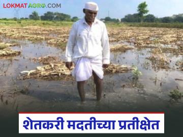 Farmer Subsidy Update : अतिवृष्टीग्रस्तांना अजूनही दिलासा नाही; अर्ध्याच शेतकऱ्यांच्या खात्यावर मदत - Marathi News | latest news Farmer Subsidy Update: There is still no relief for those affected by heavy rains; Only half of the farmers have received assistance in their accounts | Latest News at Lokmat.com
