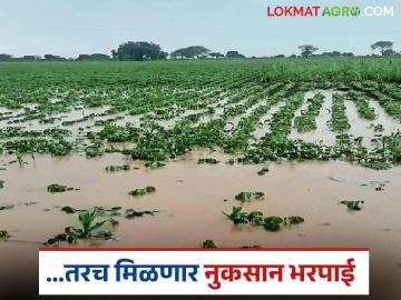 कृषी पाठोपाठ आता महसूल विभागानेही घेतला हा निर्णय; नुकसान भरपाईसाठी शेतकऱ्याकडे पाहिजे हा नंबर - Marathi News | After Agriculture, now Revenue Department has also taken this decision; Farmers need this number for crop compensation | Latest News at Lokmat.com