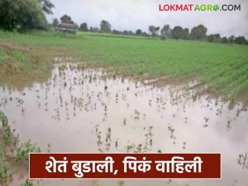 आमनदीचे वळण उठले कान्हवा शिवारातील पिकांच्या जिवावर वाचा सविस्तर - Marathi News | latest news The rise in the Ama River has affected the crops in Kanhwa Shivara. Read in detail | Latest News at Lokmat.com