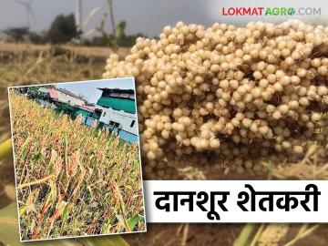 पाखरांच्या किलबिलाटासाठी या शेतकऱ्याने सोडली एकरभर ज्वारी; वाचा सविस्तर - Marathi News | This farmer left an acre of sorghum for the birds eating; Read in detail | Latest News at Lokmat.com