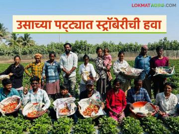 बारामतीच्या ऊस पट्ट्यात फुलवला अर्धा एकर स्ट्रॉबेरीचा मळा; तब्बल ९ लाख रुपयांची मोठी कमाई - Marathi News | Half an acre of strawberry plantation flourished in the sugarcane belt of Baramati; Huge income of Rs 9 lakh | Latest News at Lokmat.com बारामतीच्या ऊस पट्ट्यात फुलवला अर्धा एकर स्ट्रॉबेरीचा मळा; तब्बल ९ लाख रुपयांची मोठी कमाई - Marathi News | Half an acre of strawberry plantation flourished in the sugarcane belt of Baramati; Huge income of Rs 9 lakh | Latest News at Lokmat.com