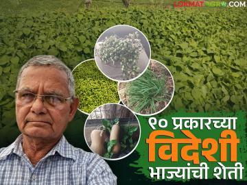 फाईव्ह स्टार हॉटेल्ससाठी लागणाऱ्या ९० प्रकारच्या विदेशी भाज्यांच्या प्रयोगशील शेतीची वाचा यशकथा - Marathi News | Read the success story of experimental farming of 90 types of exotic vegetables required for five-star hotels | Latest News at Lokmat.com